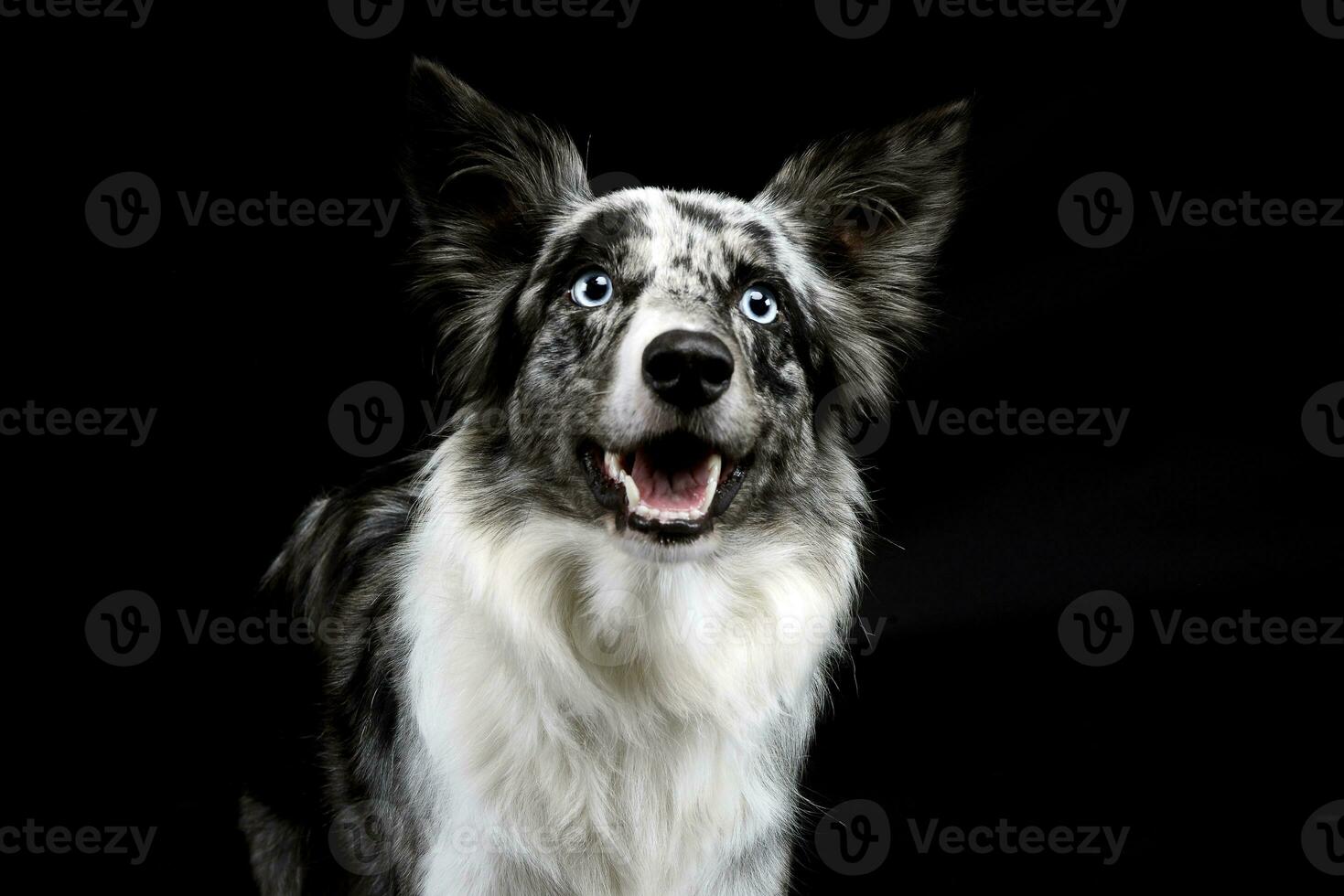 frontera collie retrato en el oscuro antecedentes foto