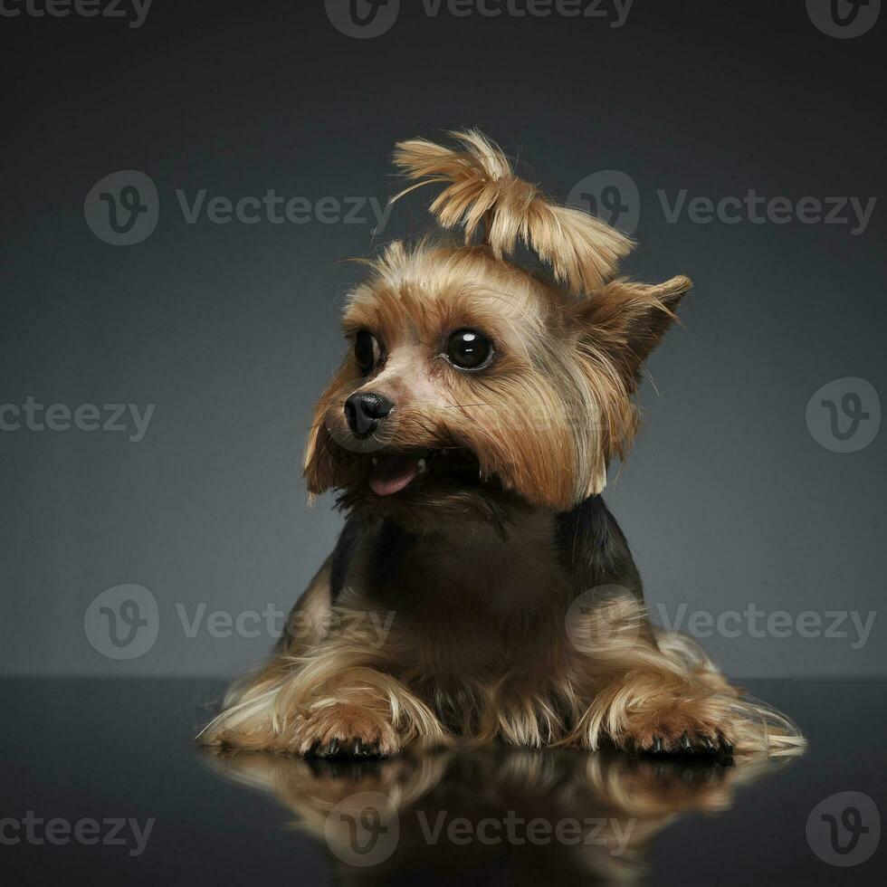 Yorkshire Terrier on the gray graduated background photo