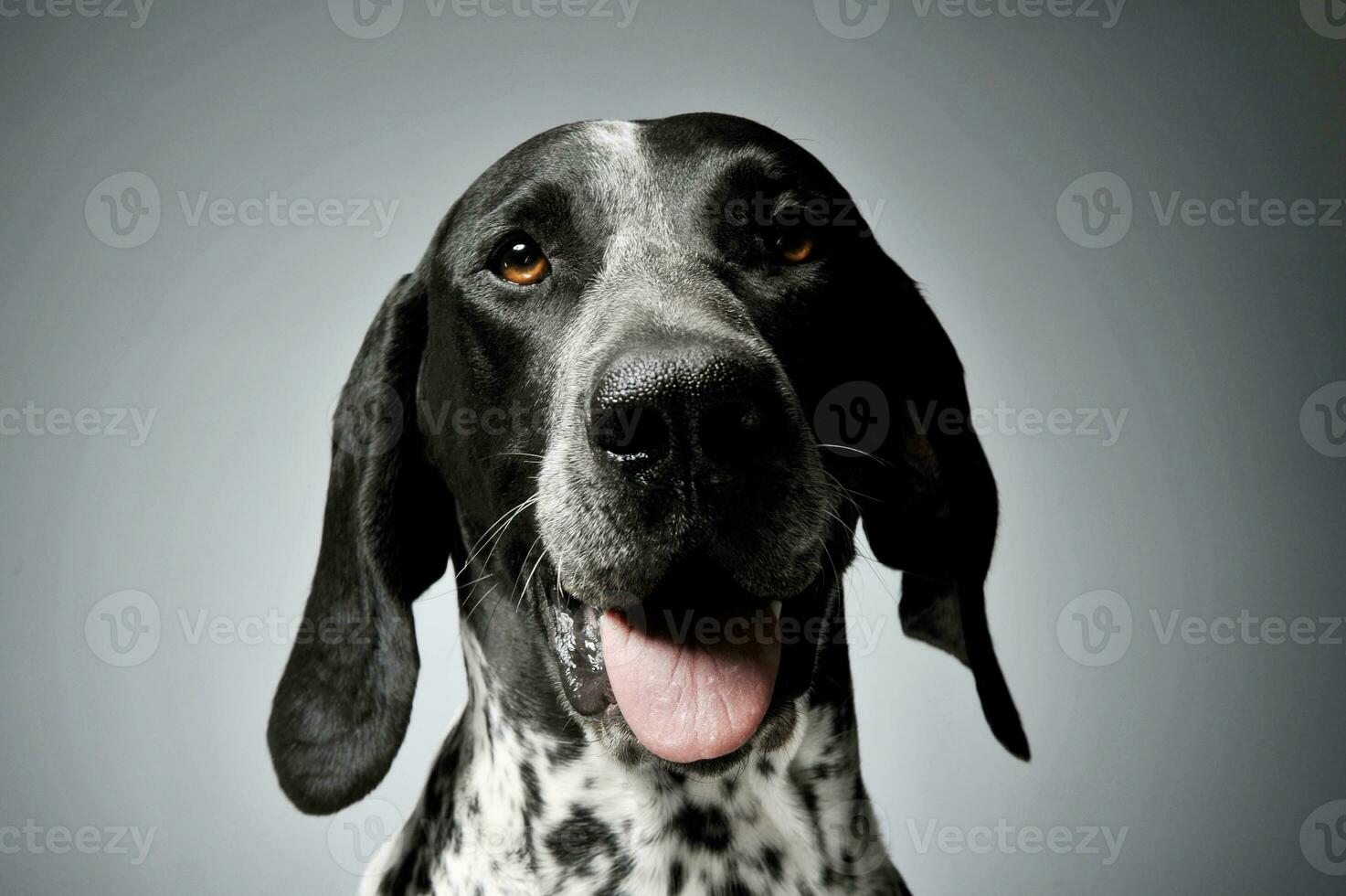 Studio shot of a lovely  deutsch kurzhaar photo