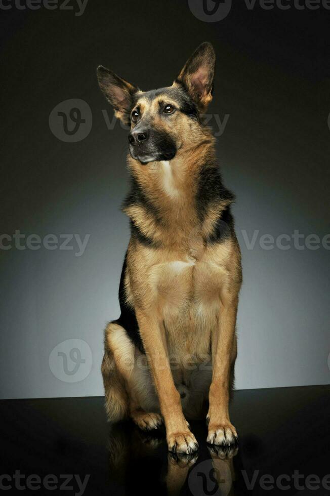 Studio shot of an adorable German shepherd photo