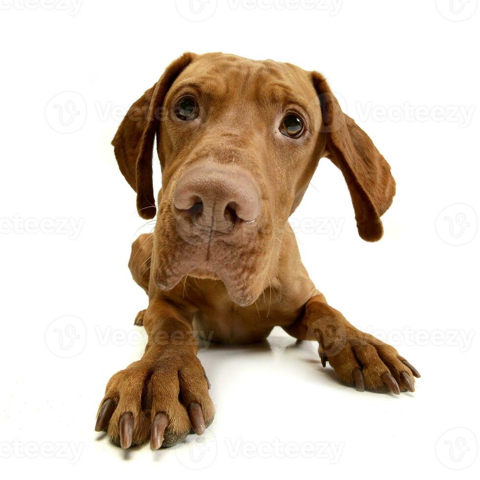 Studio shot of an adorable Hungarian Vizsla photo