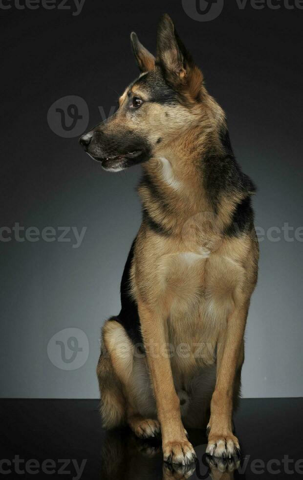 German shepherd portait in the gray studio photo