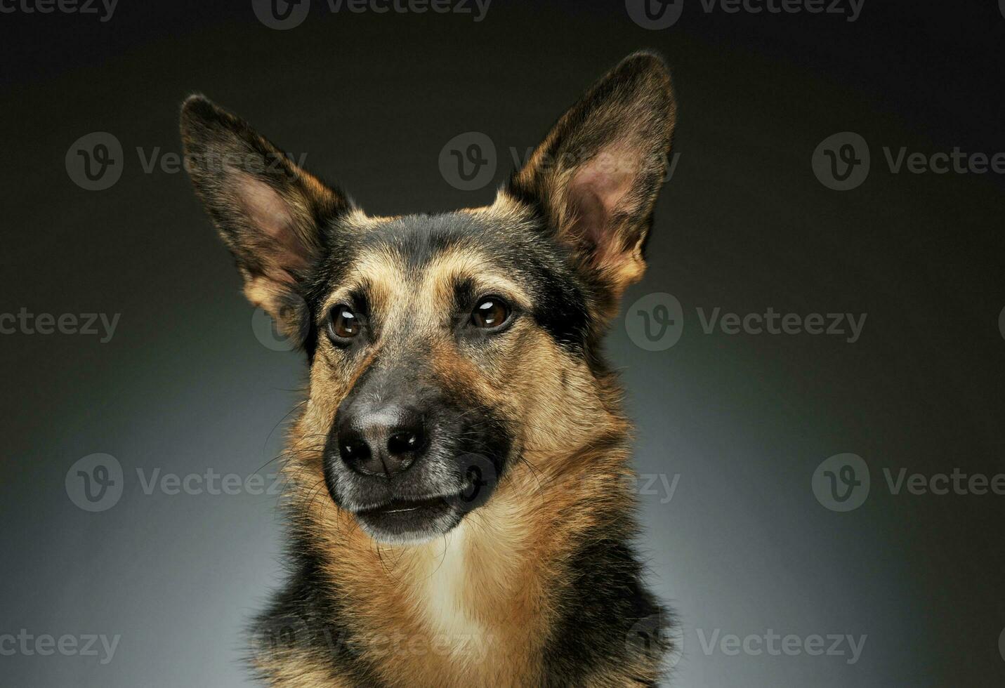 Portrait of an adorable German shepherd photo