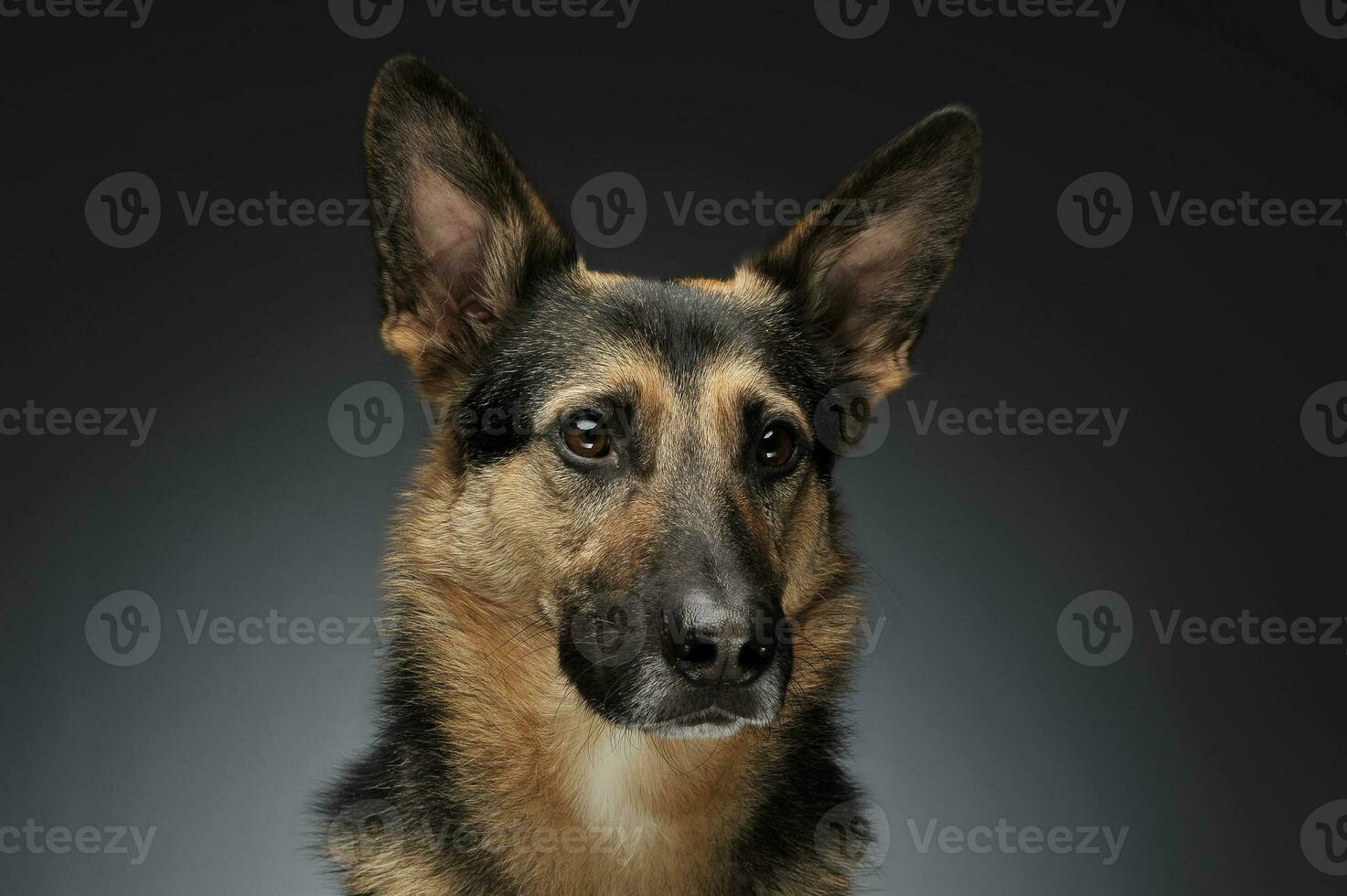 German shepherd portait in the gray studio photo