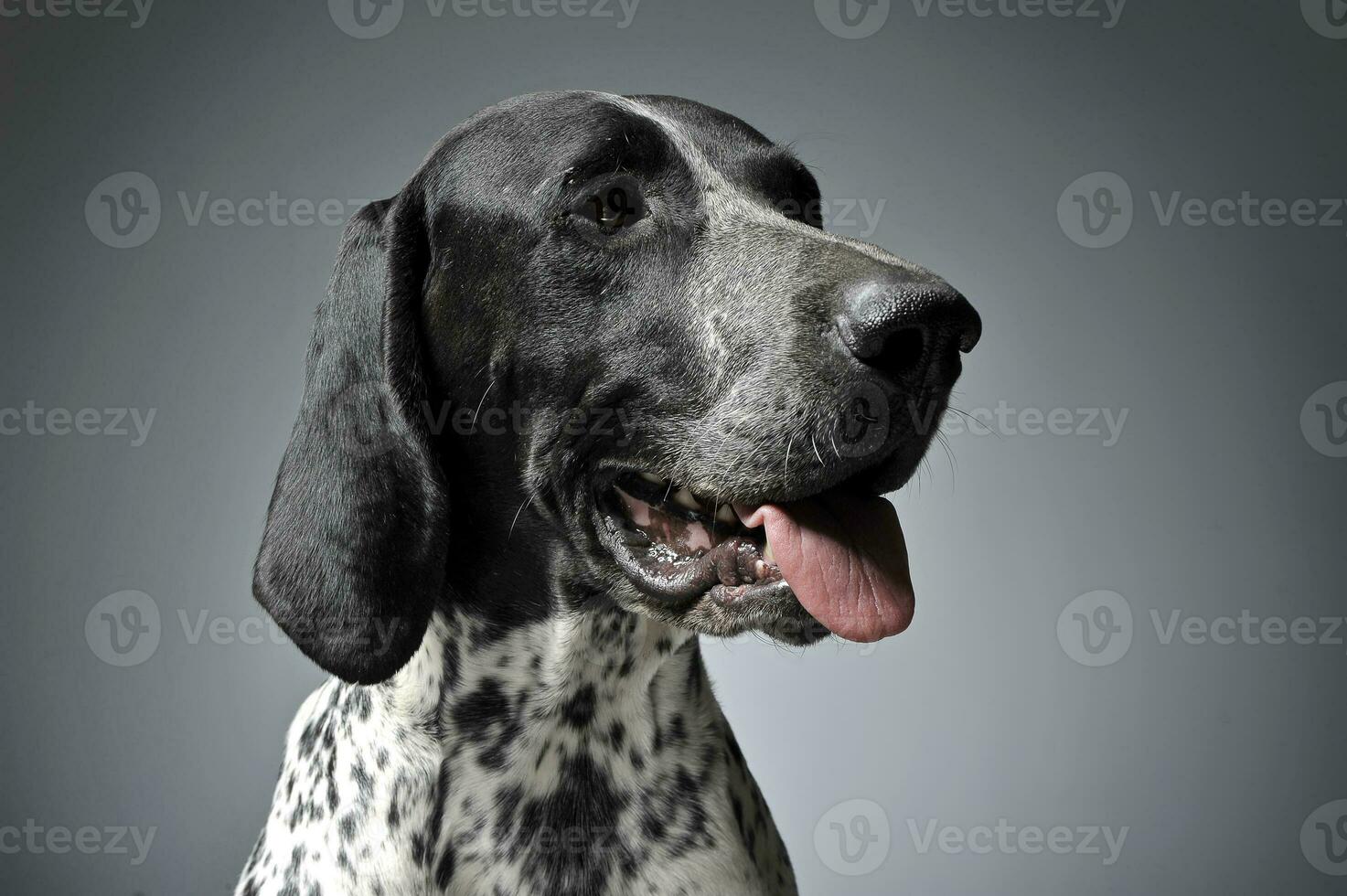 German Pointer portrait in a graduated gray background photo