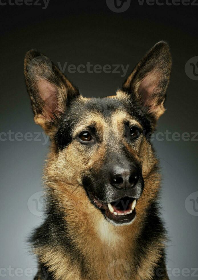 Portrait of an adorable German shepherd photo