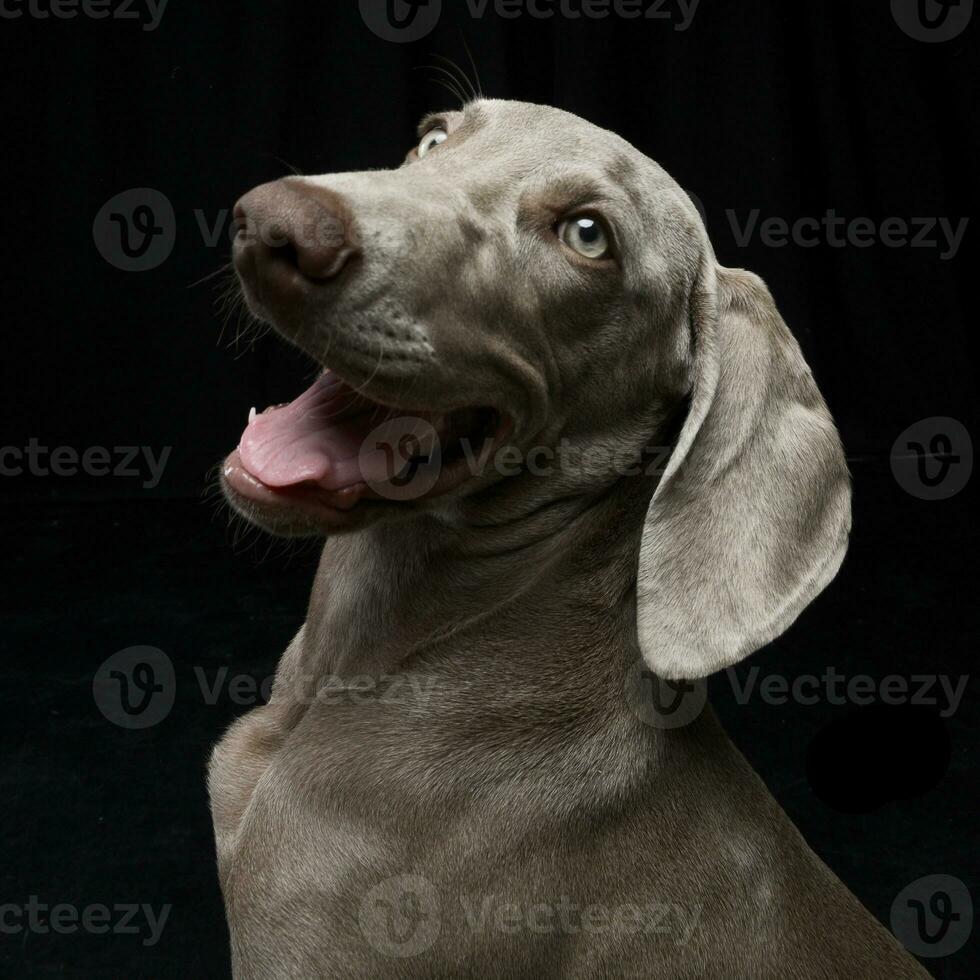 Portrait of an adorable Weimaraner dog photo