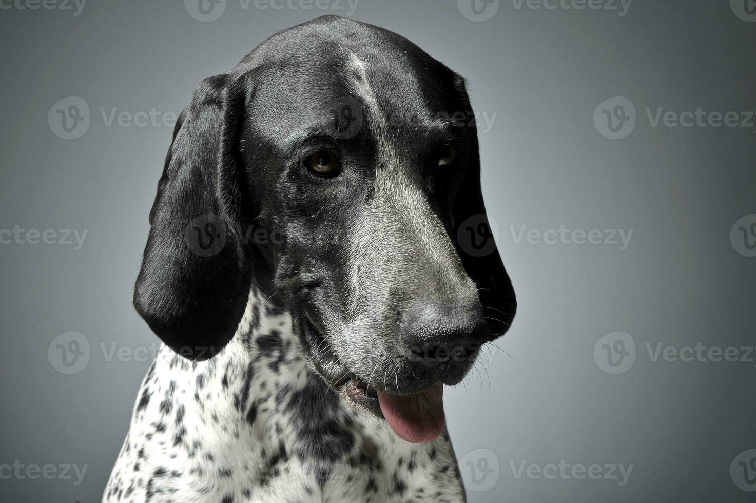 German Pointer portrait in a graduated gray background photo