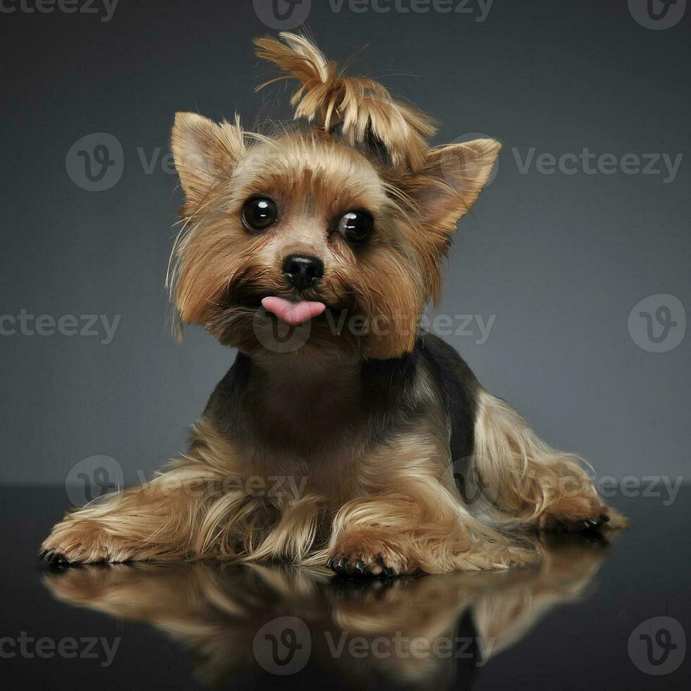 Yorkshire terrier portrait in a graduated gray background with open mouth photo