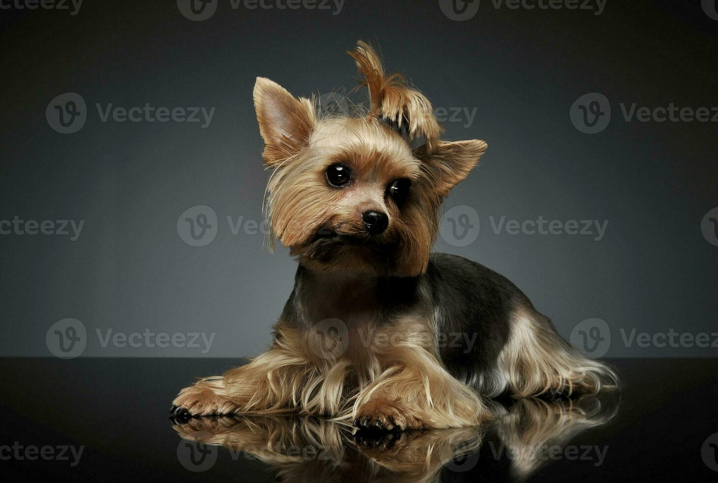 Studio shot of an adorable Yorkshire Terrier looking curiously at the camera with funny ponytail photo