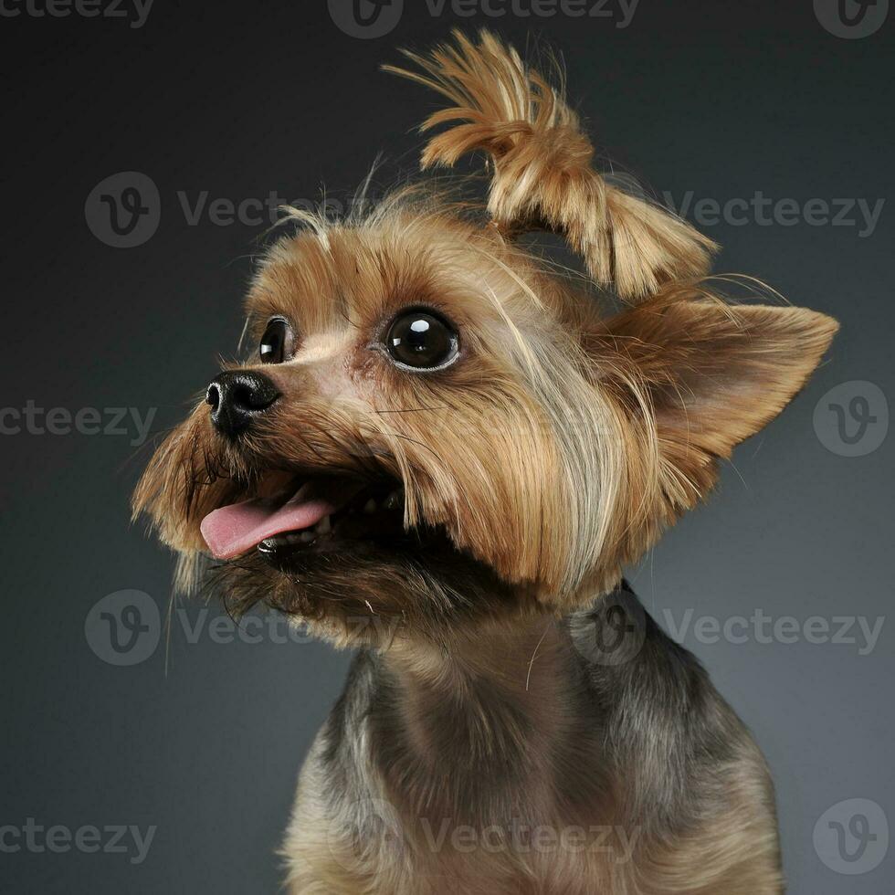 Yorkshire terrier portrait in a graduated gray background with open mouth photo