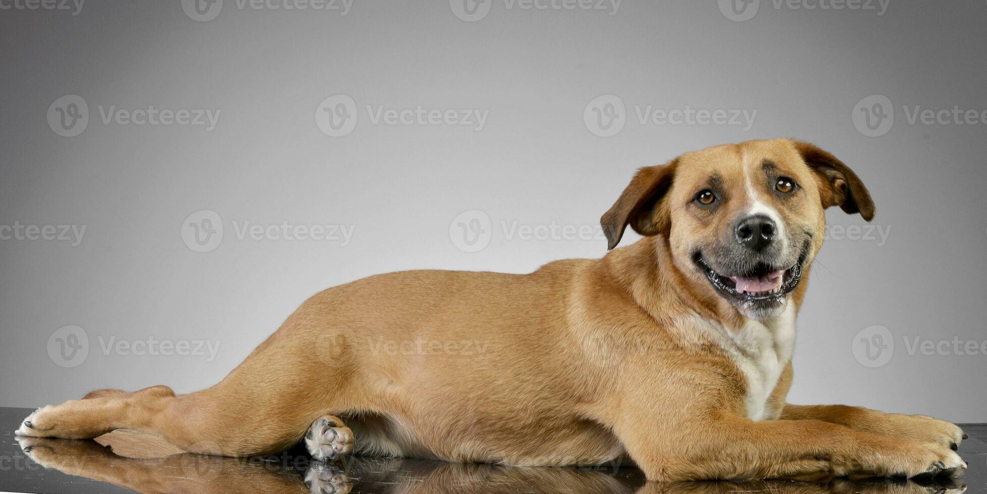 Studio shot of an adorable Staffordshire Terrier photo