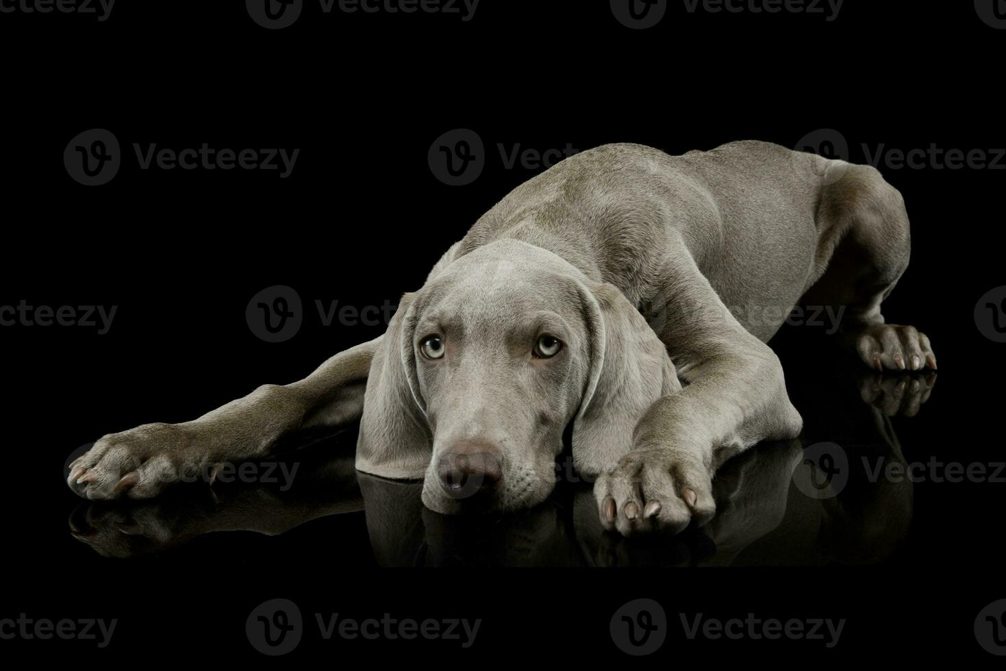 Studio shot of a beautiful Weimaraner photo