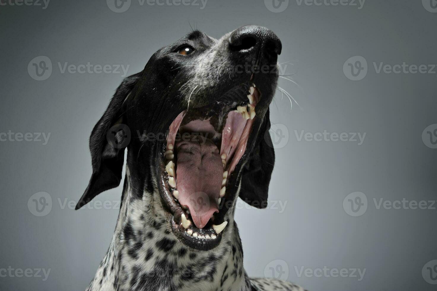 German Pointer shouting in a graduated gray background photo