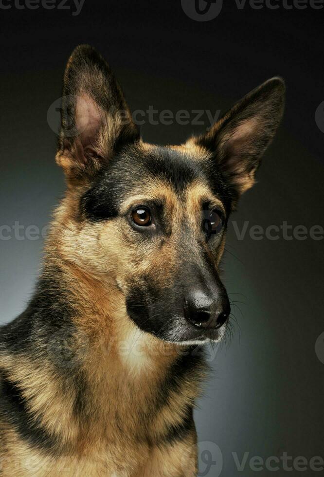 Portrait of an adorable German shepherd photo