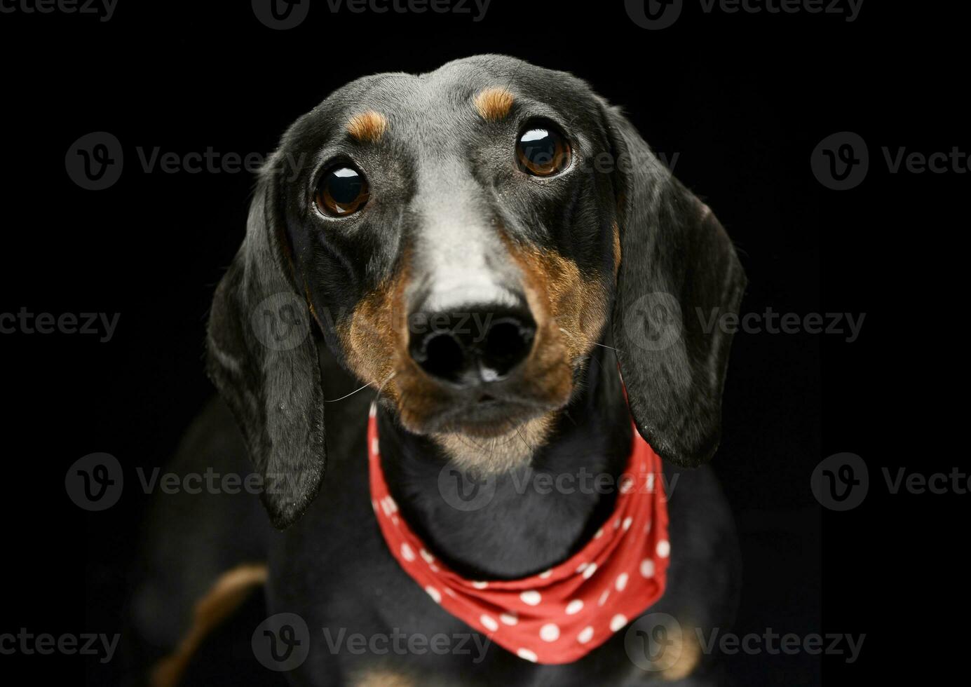 Portrait of an adorable short haired Dachshund wearing a red scarf photo