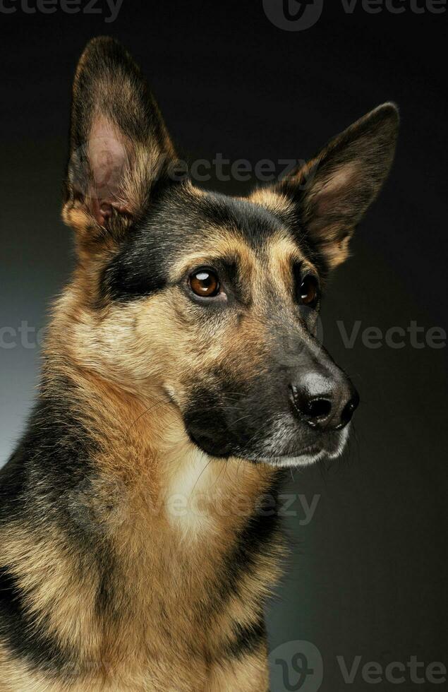 Portrait of an adorable German shepherd photo