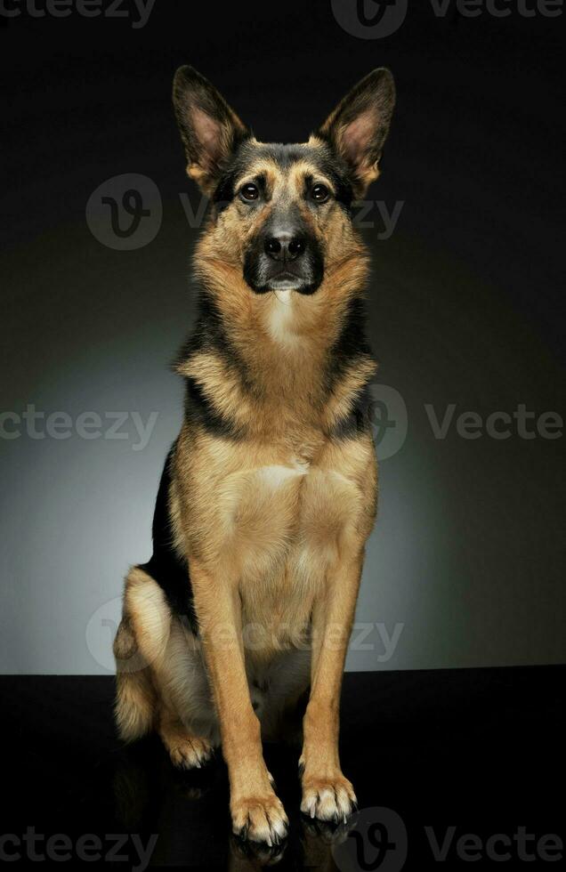 Studio shot of an adorable German shepherd photo