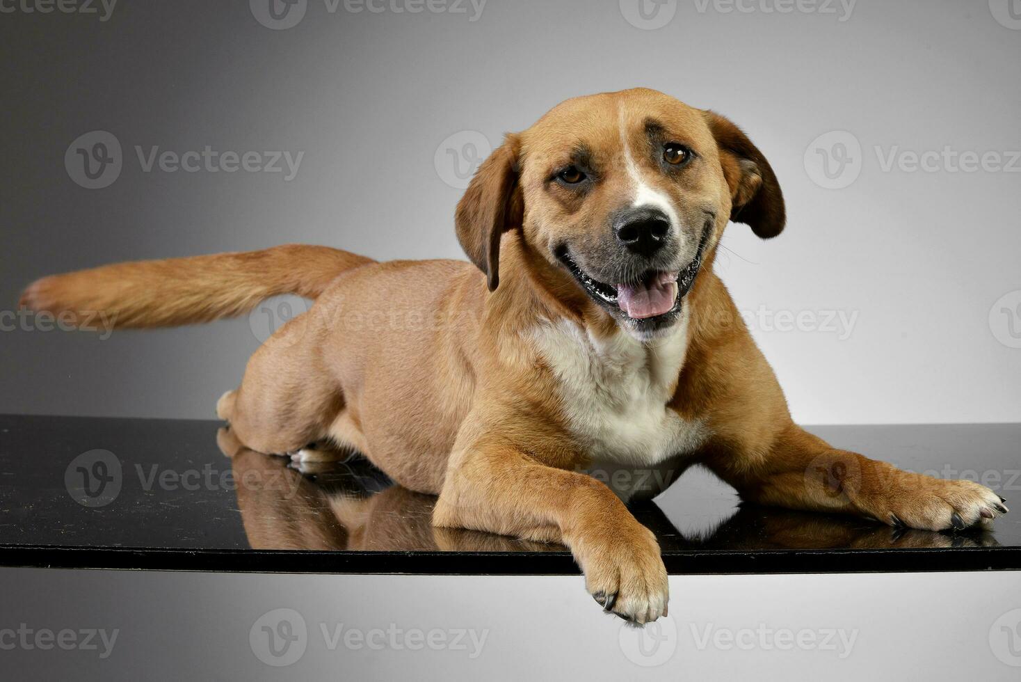 Studio shot of an adorable Staffordshire Terrier photo