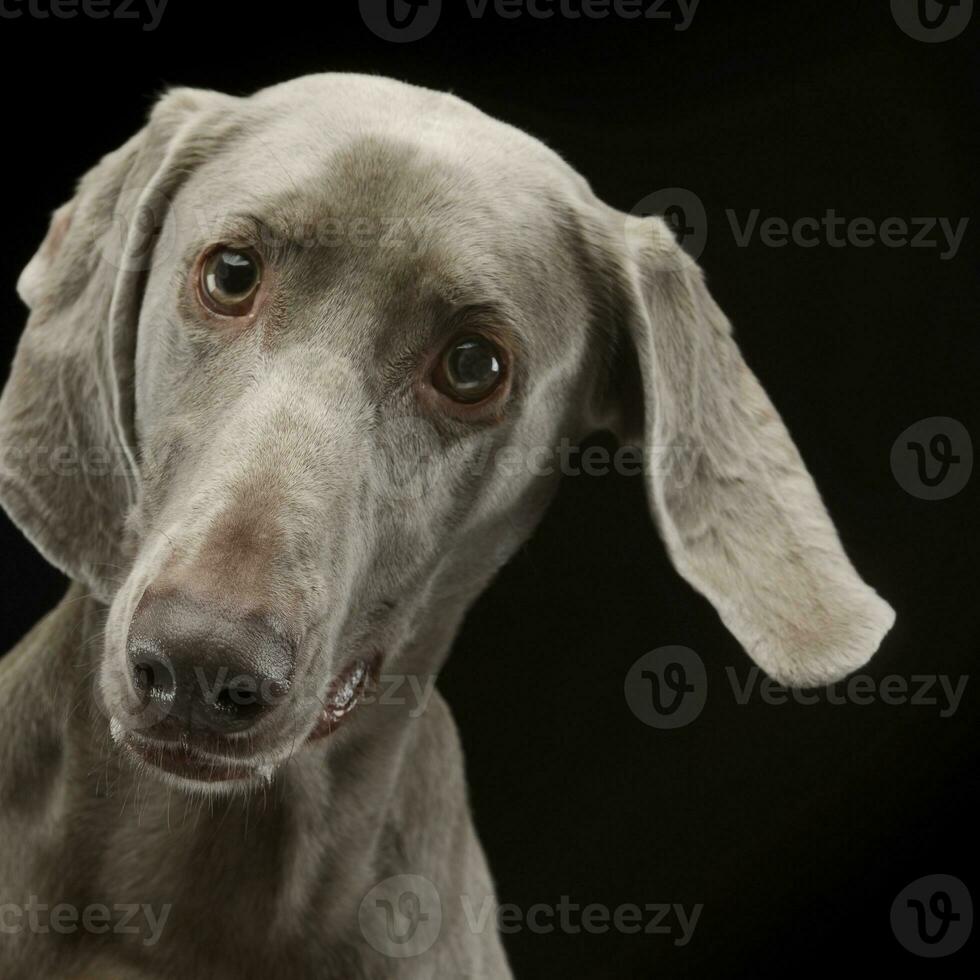 Beautiful Weimarener in the dark photo studio