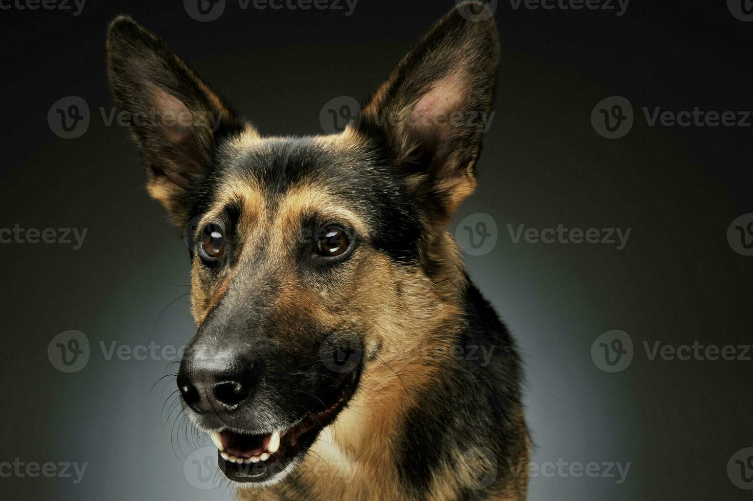 Portrait of an adorable German shepherd photo