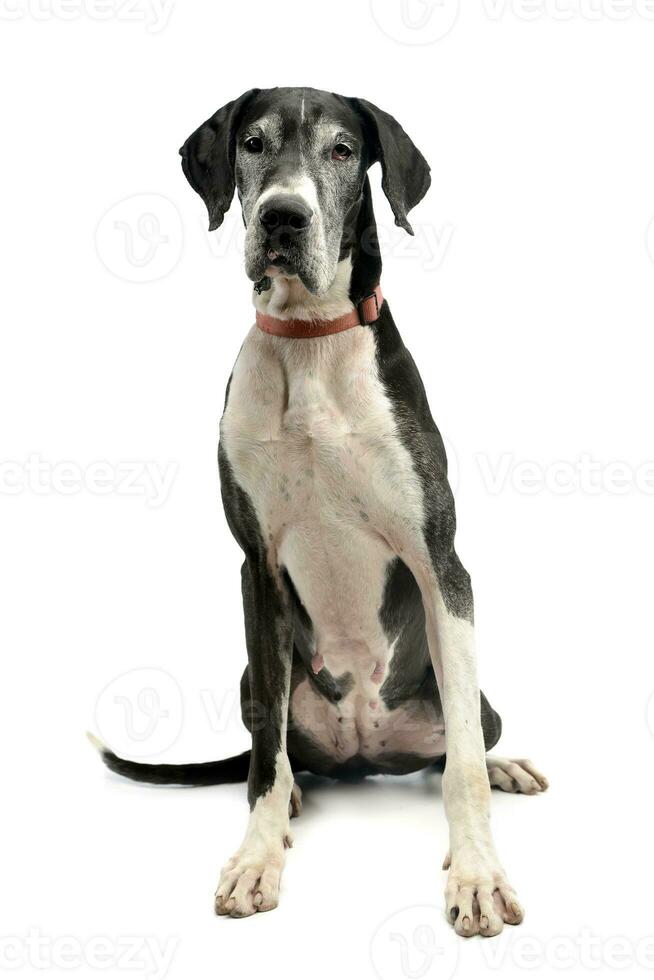 Studio shot of an adorable Great Dane dog photo