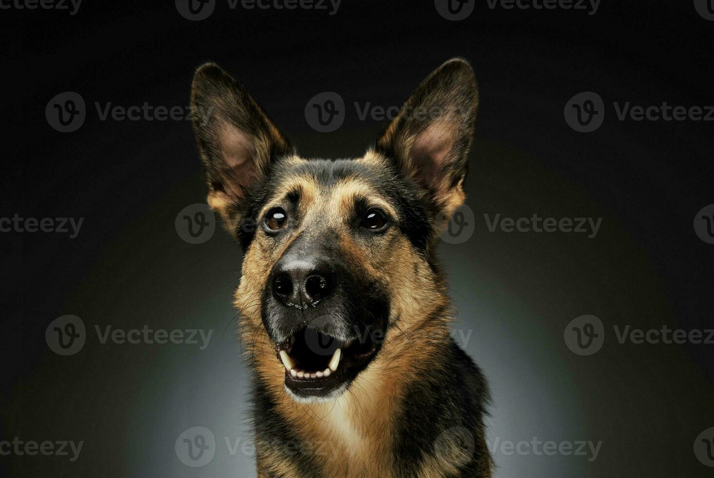 Portrait of an adorable German shepherd photo