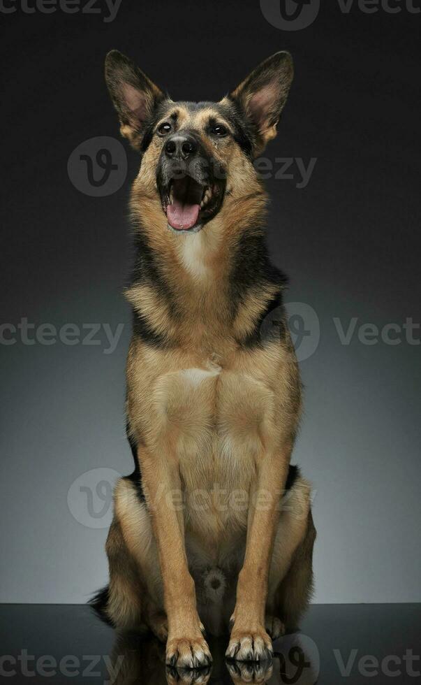 German shepherd sitting in the reflexing shiny studio floor photo