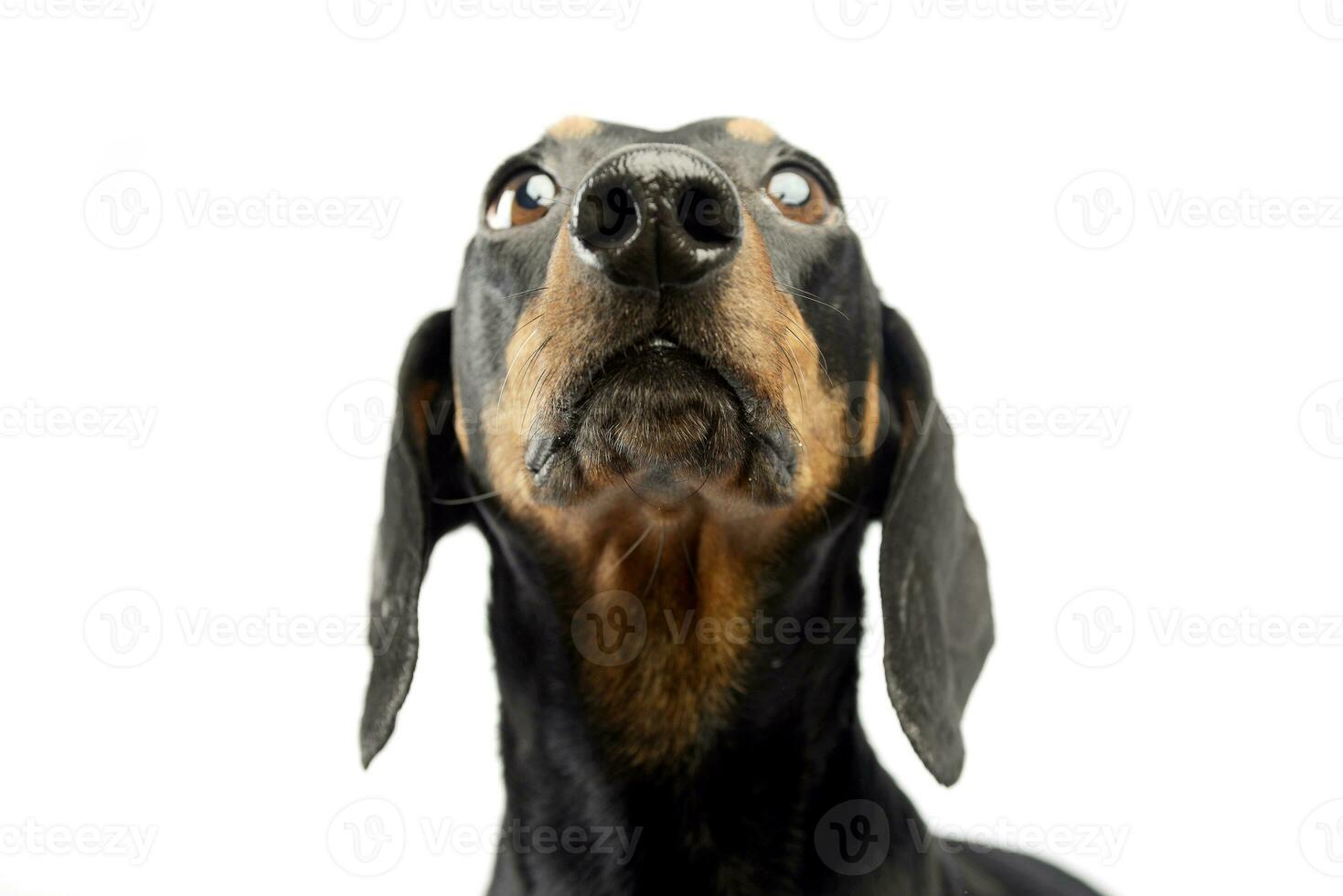 Nice Shorthair Dachshund portrait in white studio photo