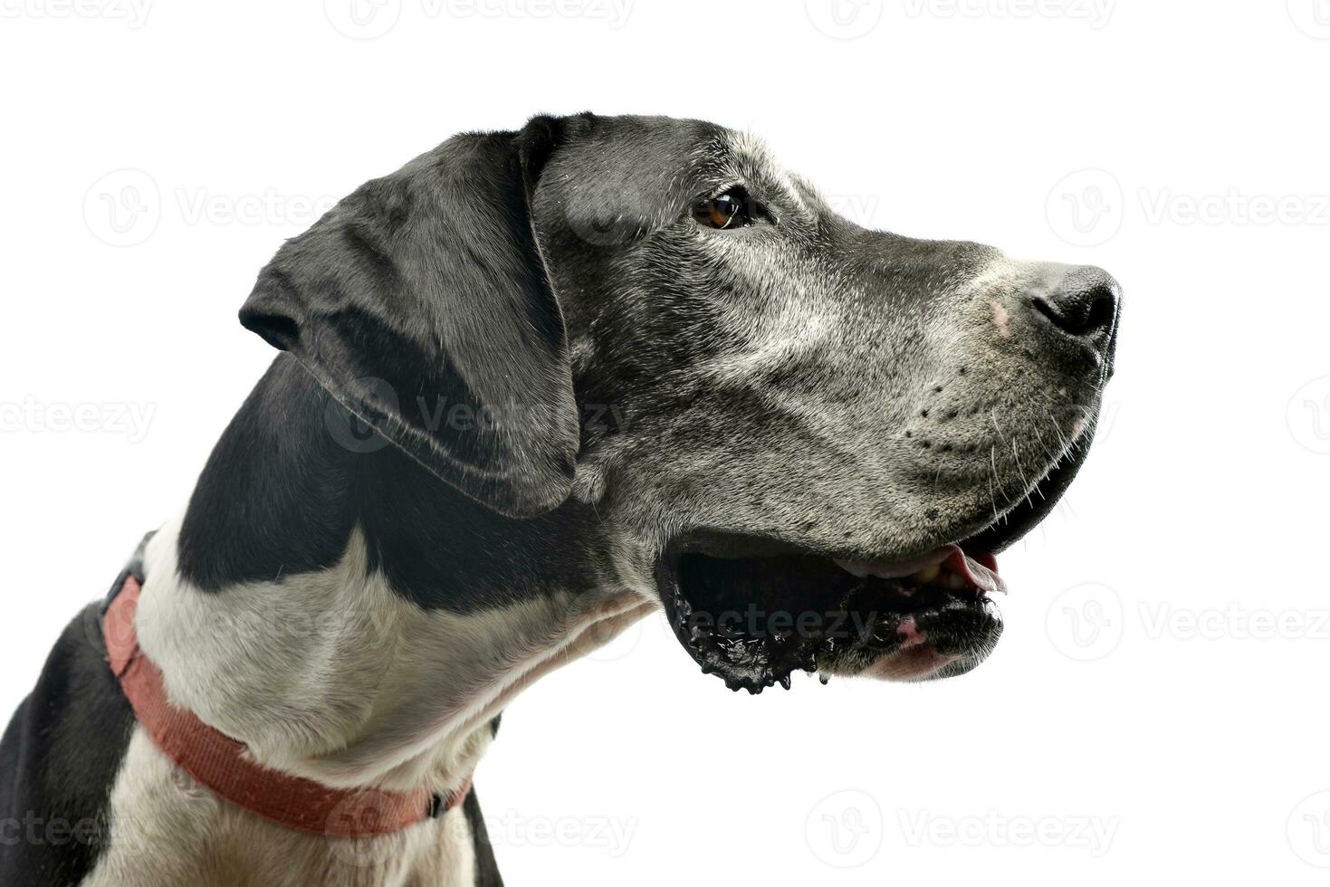 Studio shot of an adorable Great Dane dog photo