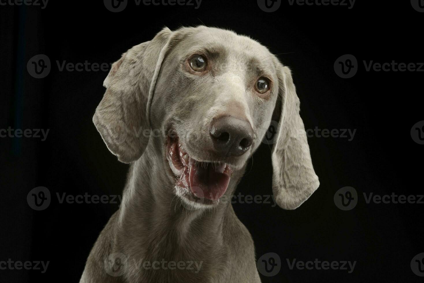 Beautiful Weimarener in the dark photo studio