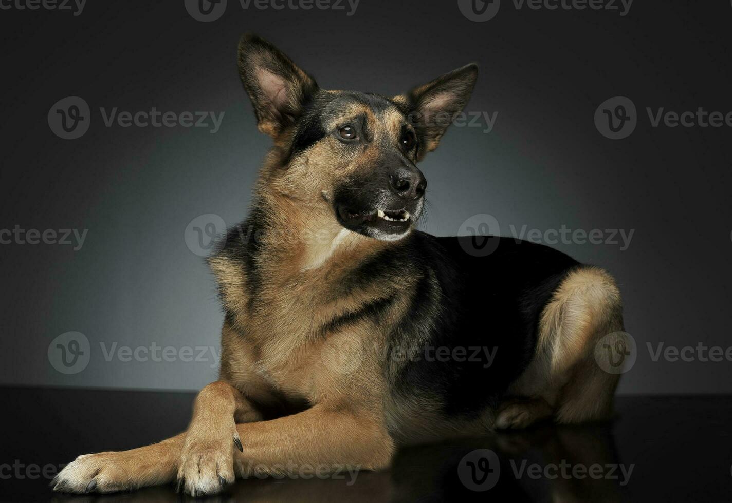 German shepherd lying in the reflexing shiny studio floor photo