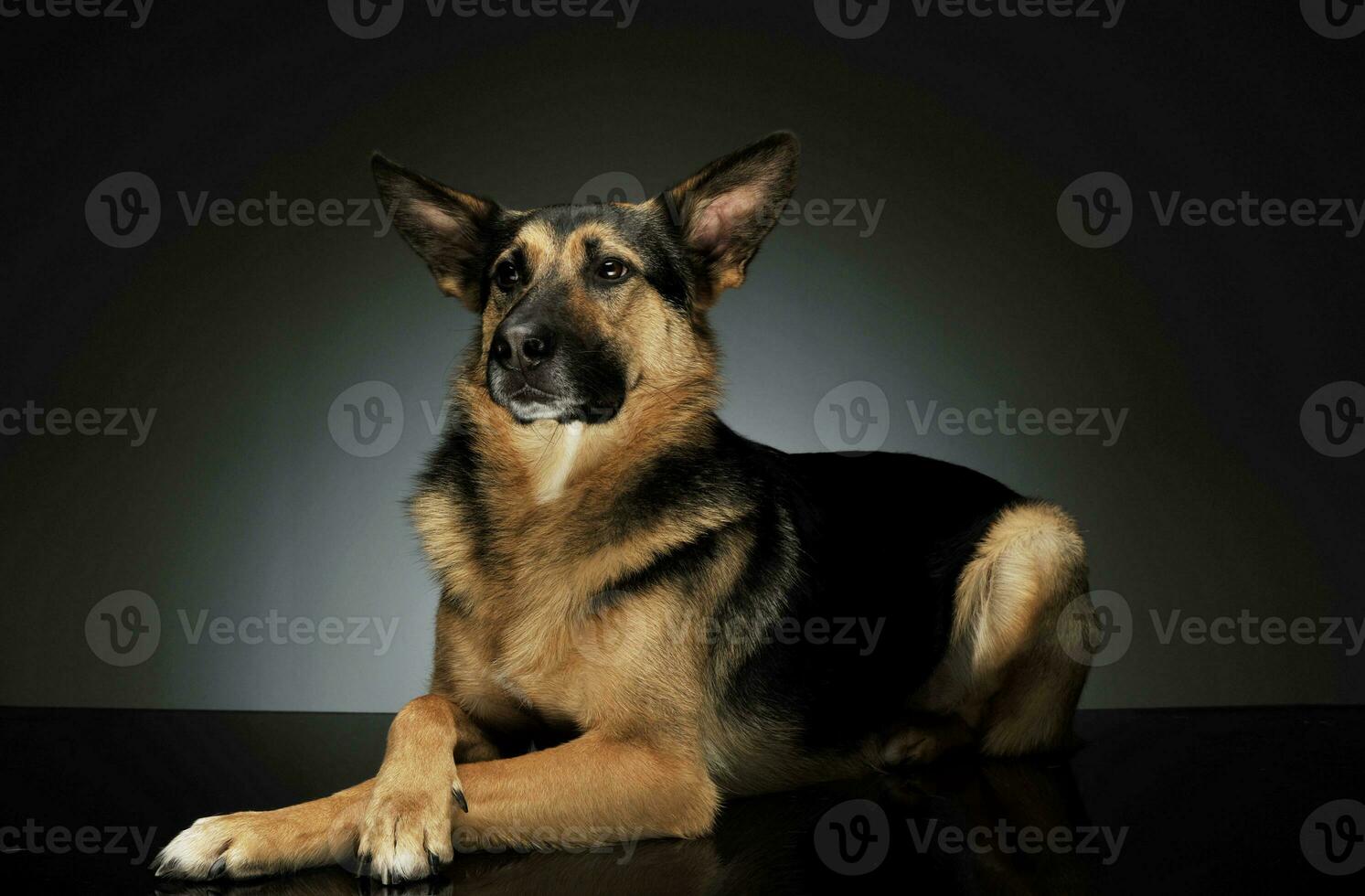 Studio shot of an adorable German shepherd photo