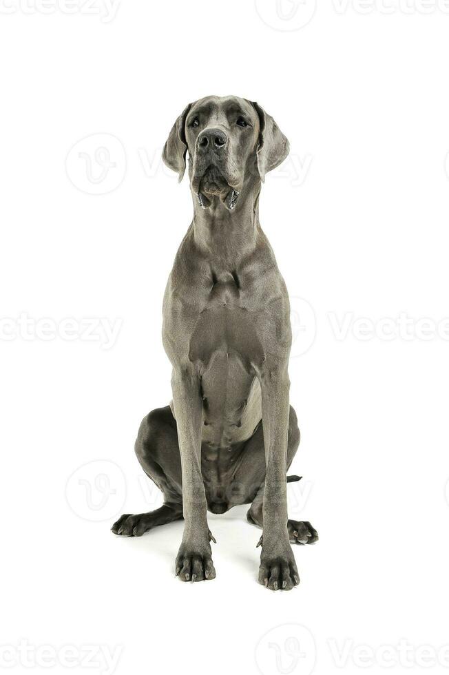 Studio shot of an adorable Deutsche Dogge sitting and looking curiously at the camera photo