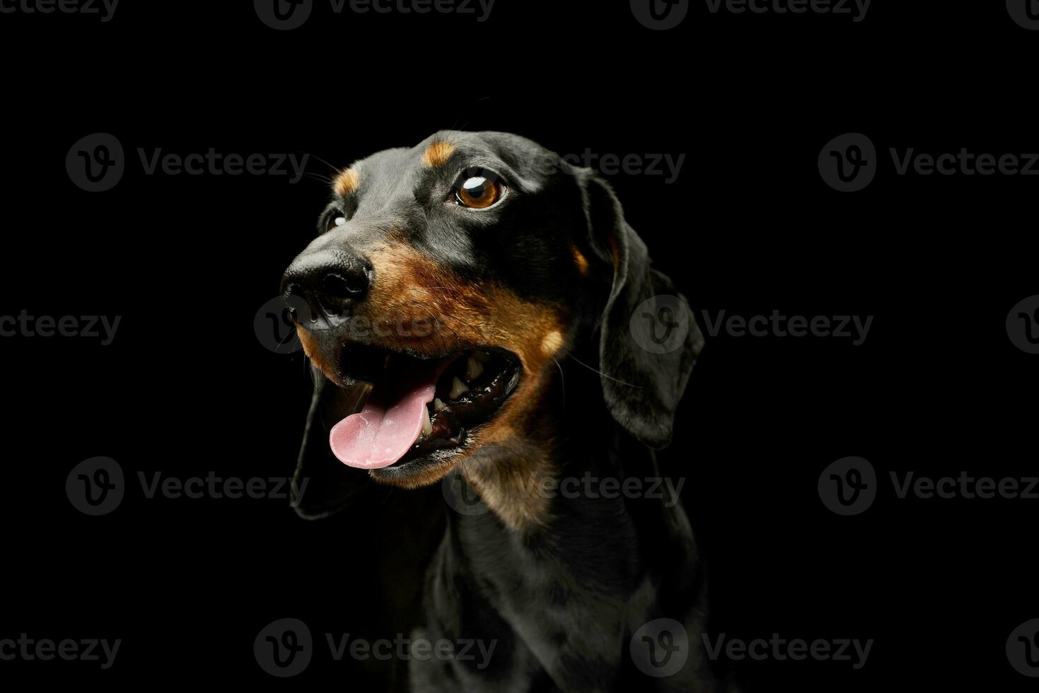 Portrait of a lovely Dachshund photo