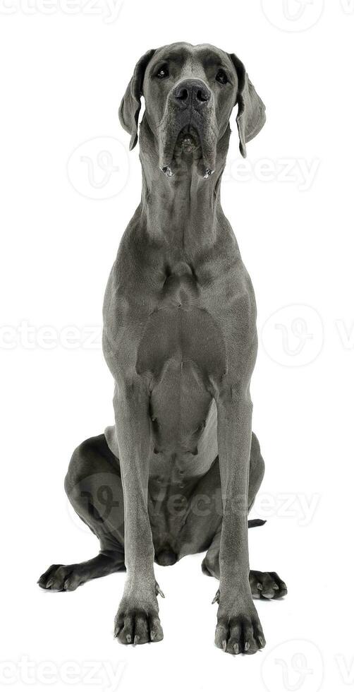 Great Dane sitting in white studio floor photo