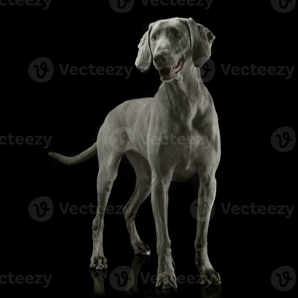 Beautiful Weimarener in the dark photo studio