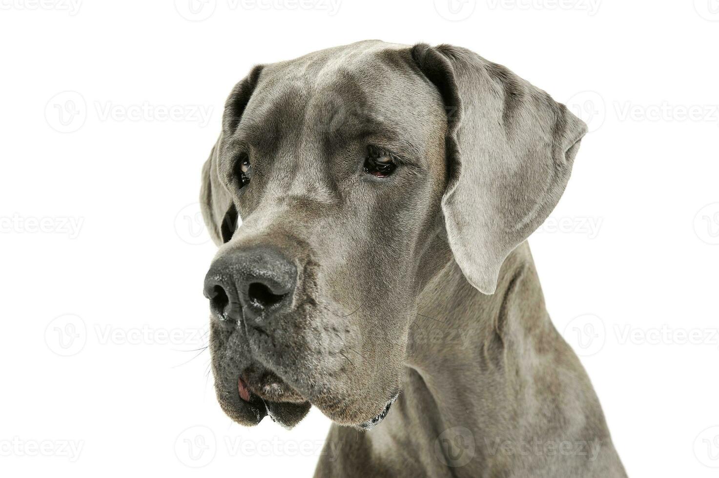 Portrait of an adorable Deutsche Dogge looking sad photo