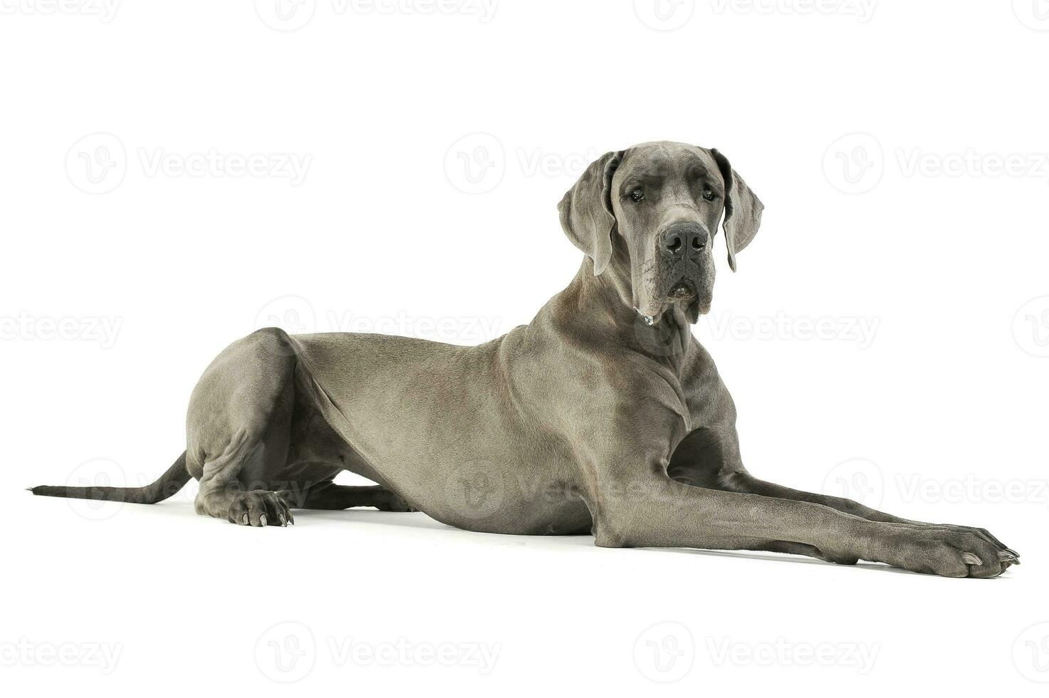 Studio shot of an adorable Deutsche Dogge lying and looking curiously at the camera photo