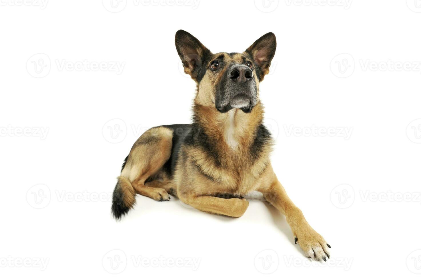 Studio shot of an adorable German shepherd photo