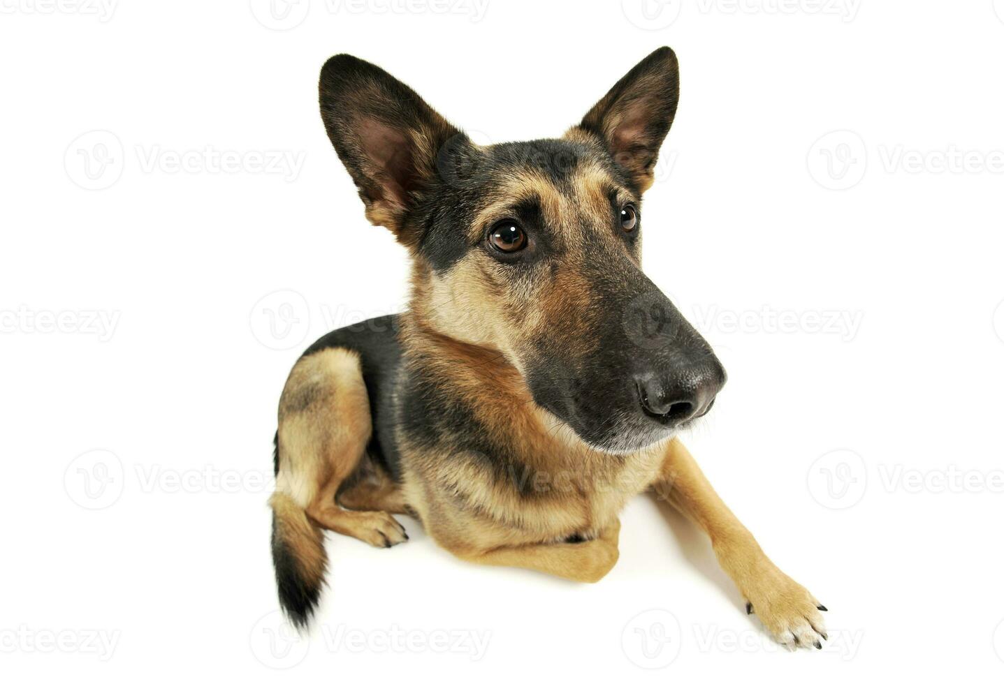 Studio shot of an adorable German shepherd photo