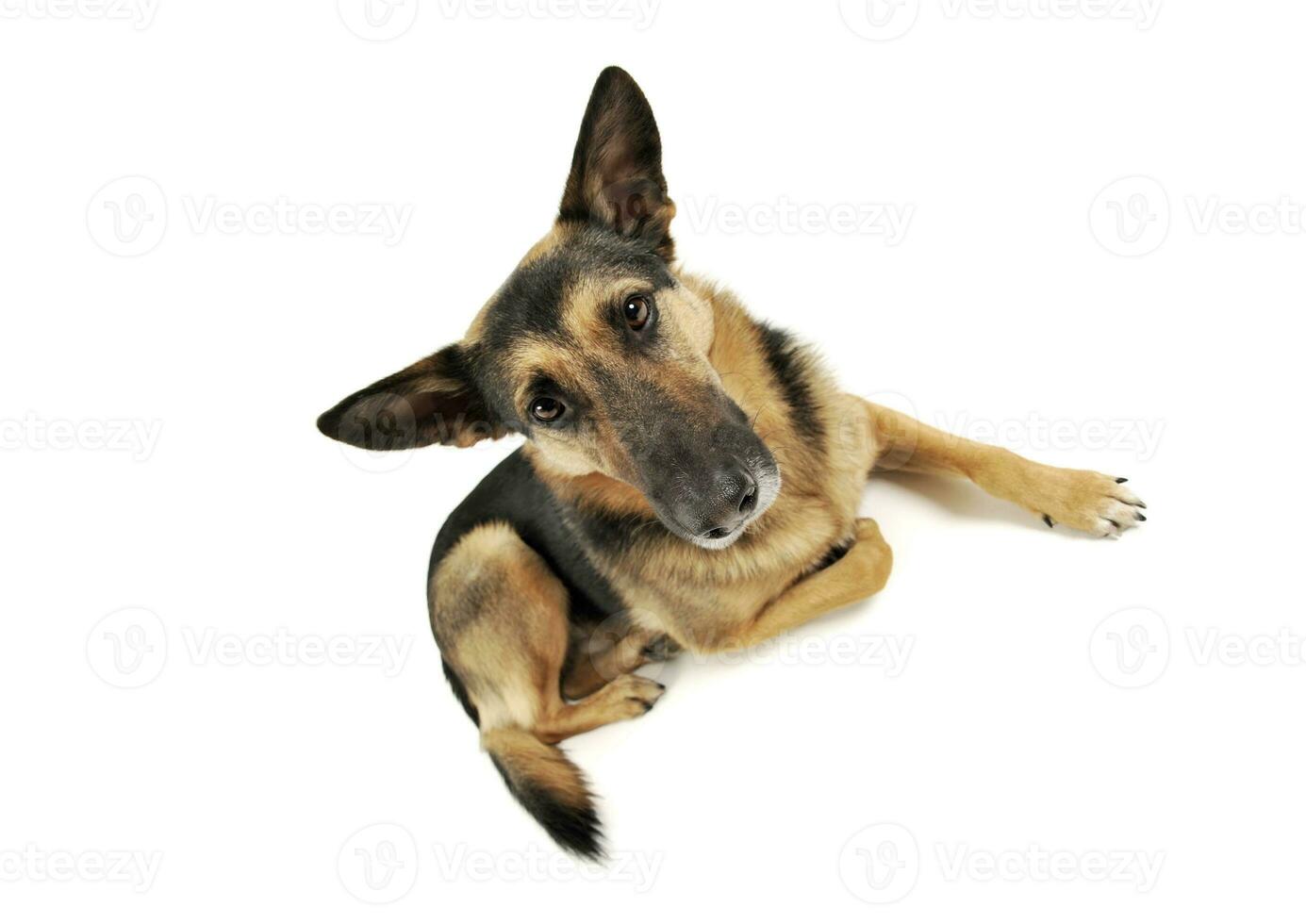 Studio shot of an adorable German shepherd photo