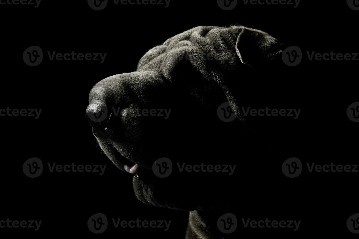 Portrait of an adorable Shar pei looking curiously photo