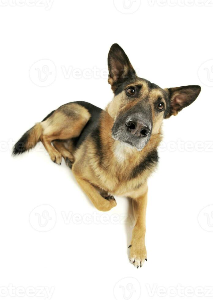 Studio shot of an adorable German shepherd photo