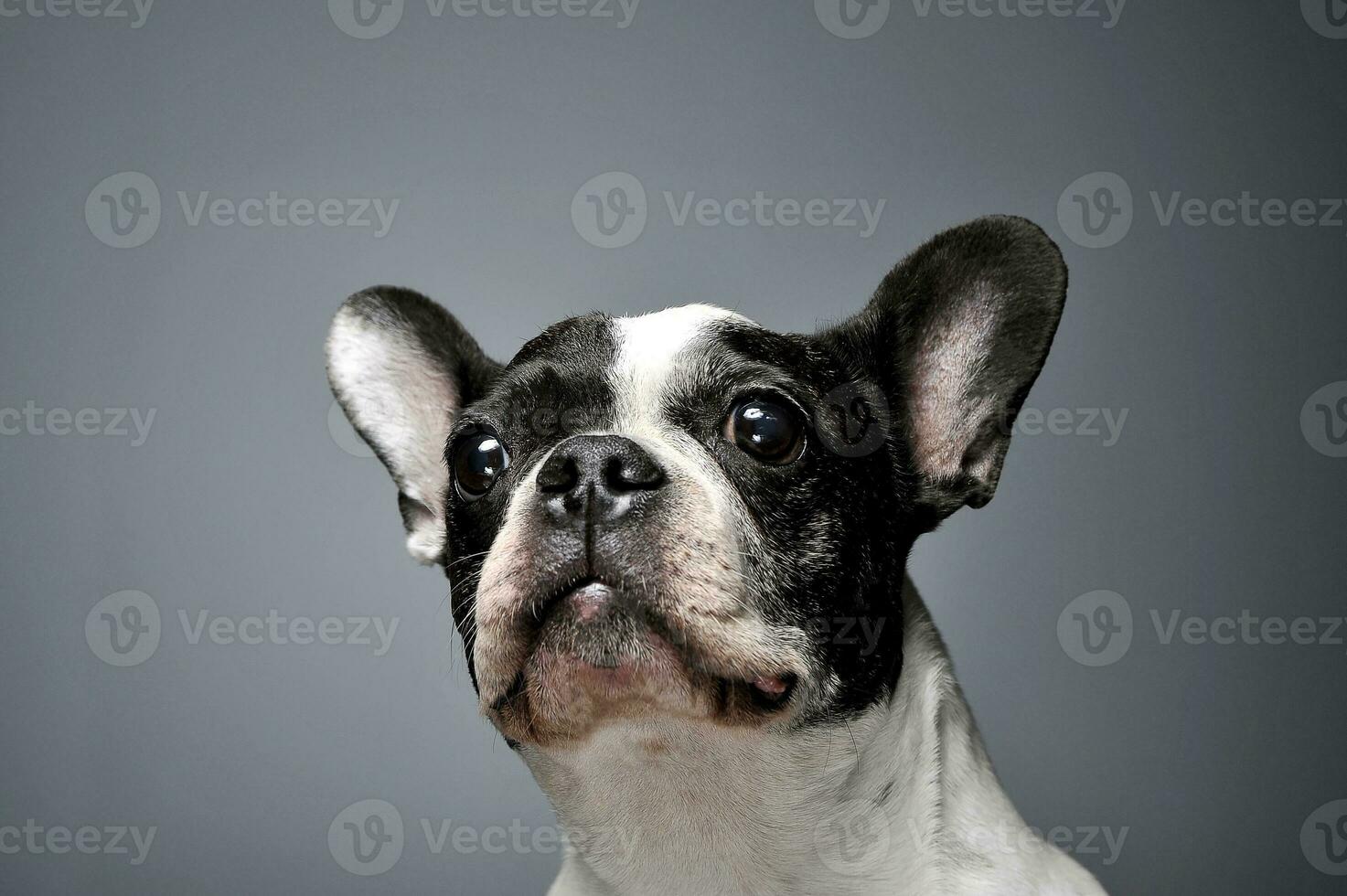 Studio shot of a lovely french bulldog photo