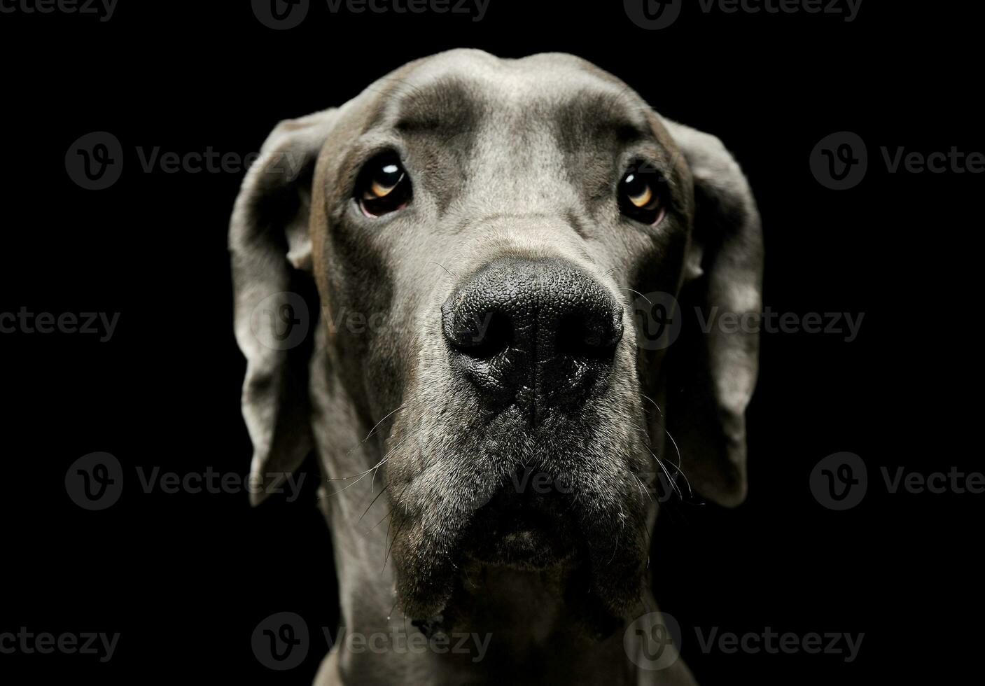 Portrait of an adorable Deutsche Dogge looking curiously at the camera photo