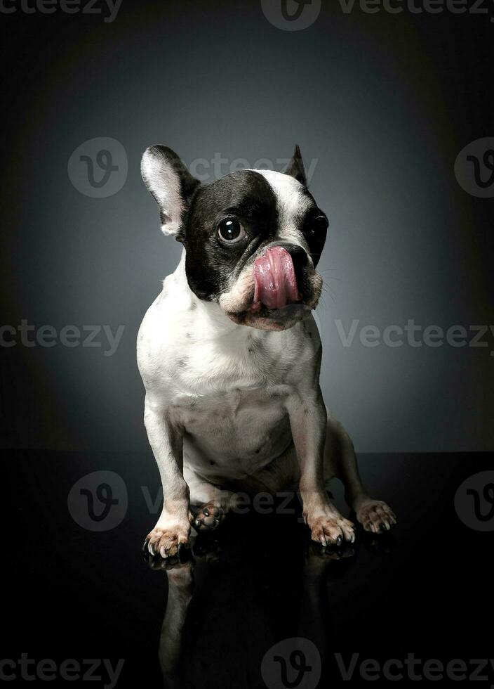 Studio shot of a lovely french bulldog photo