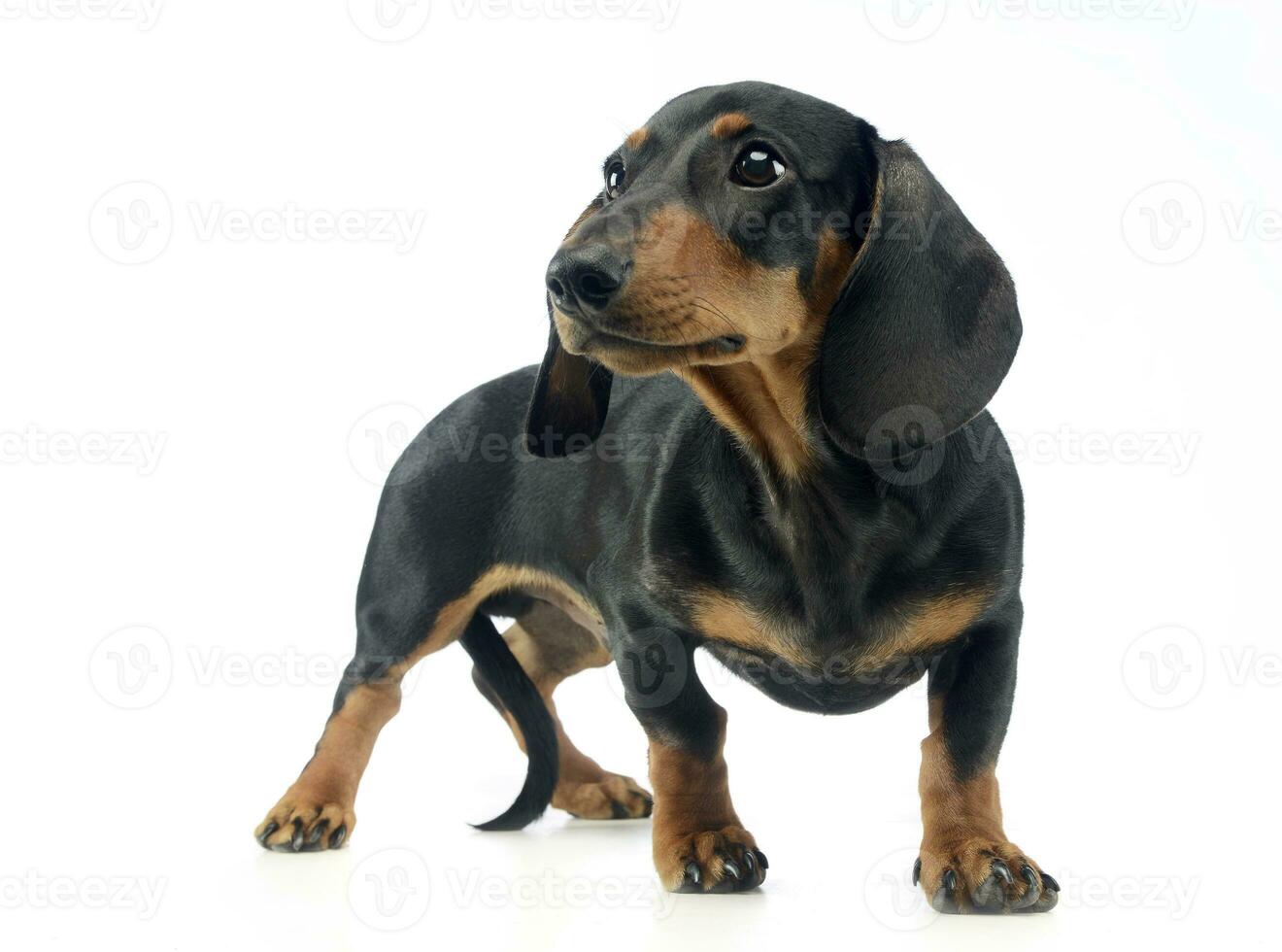 short hair puppy dachshund staying in white background photo