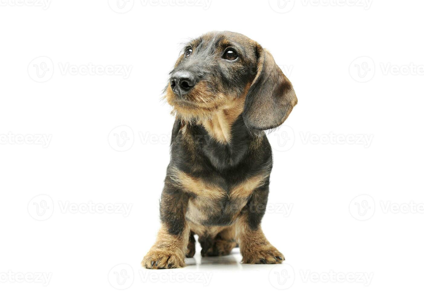 Studio shot of an adorable wired haired Dachshund sitting and looking up curiously photo