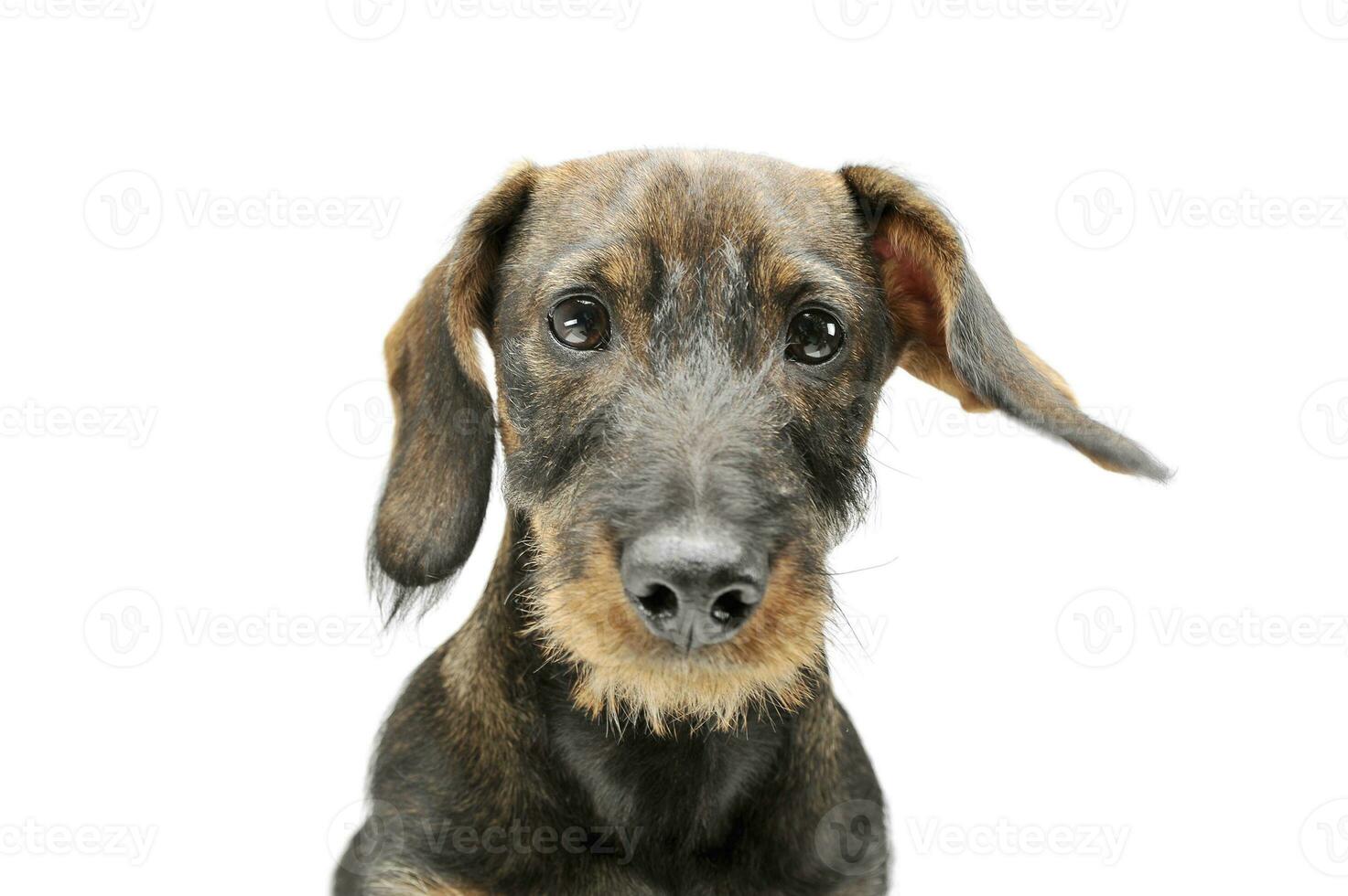 Portrait of an adorable wired haired Dachshund looking curiously at the camera photo